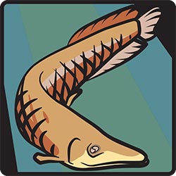 NZP wayfinding symbol: Amazonia (Arapaima) for Smithsonian Institution