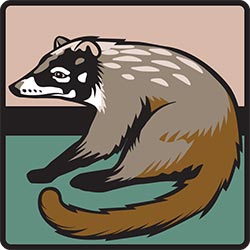 NZP wayfinding symbol: Coatimundis for Smithsonian Institution